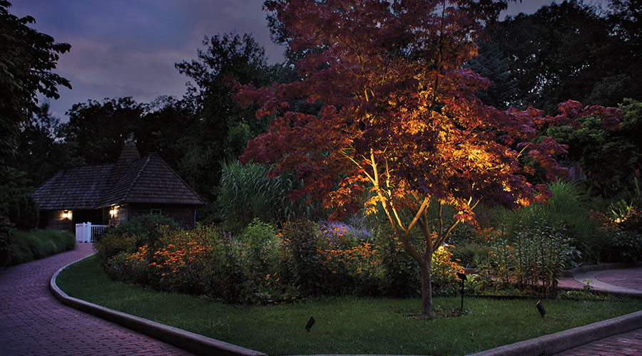 Uplights shining upward at a tree festooned with colorful fall leaves.